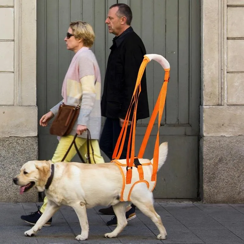 Assistive Pet Leash Belt For Disabled Dogs