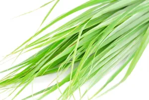 Palmarosa Essential Oil