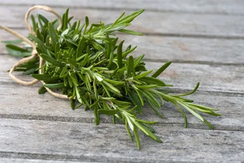 Rosemary Essential Oil