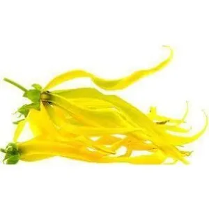 YlangYlang Essential Oil 10ml